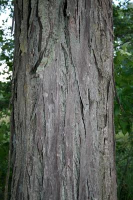 Carya ovata (Shagbark Hickory), bark, trunk