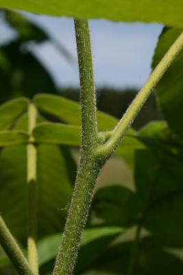 Carya ovata (Shagbark Hickory), bark, twig, bud, lateral