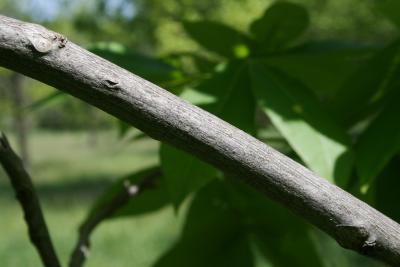 Carya ovata (Shagbark Hickory), bark, branch