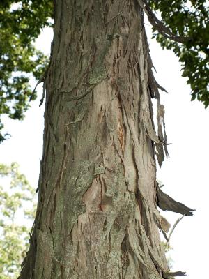 Carya ovata (Shagbark Hickory), bark, trunk