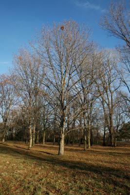 Carya laciniosa (Shellbark Hickory), habit, winter