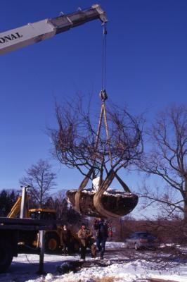 Grounds crew watch as truck crane lifts frozen root balled tree in air for transplanting