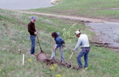 Dr. Marion Hall with two employees planting young tree near Crabapple Lake