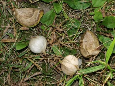 Carya ovata (Shagbark Hickory), seed