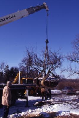Grounds crew watch as truck crane lifts frozen root balled tree in air for transplanting 