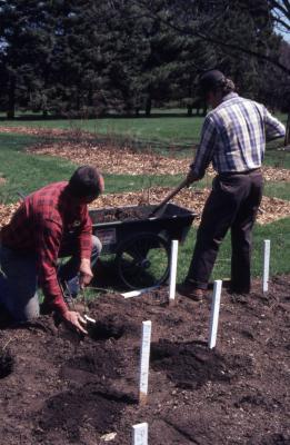 Bill Bergmann and John Swisher planting roses in rose beds