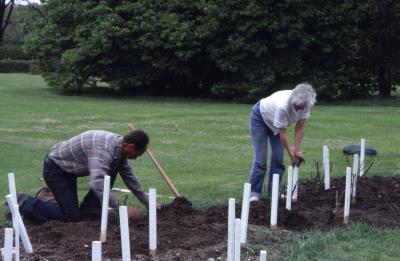 Grounds workers working on rose beds