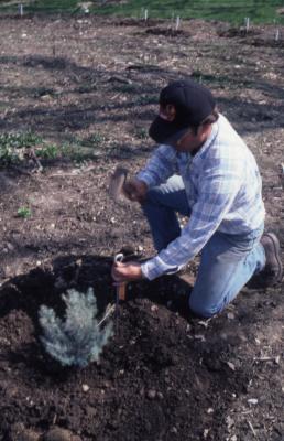 Joe Krol placing plant collections ID tag on stake next to plant