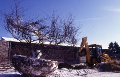 Large root balled tree in winter with backhoe alongside greenhouses