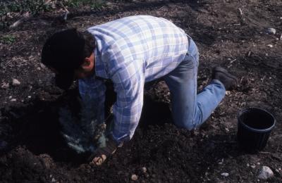 Joe Krol planting small evergreen seedling