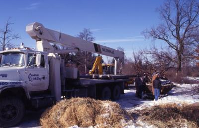 Grounds crew preparing root balled tree for transfer next to large truck with crane in winter