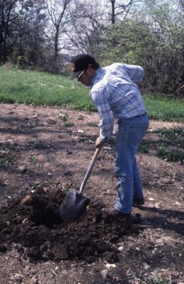 Joe Krol digging planting hole