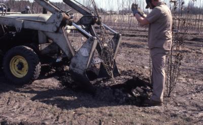 Grounds staff person directing tractor with blade attached to the front, used for transplanting trees, scooping plant out of ground