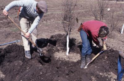 Kris Bachtell and coworker covering newly planted tree with soil
