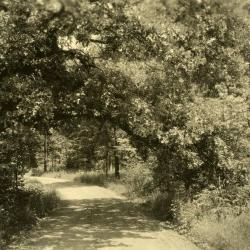 O.C. Simonds landscape along a west side road in the Arboretum