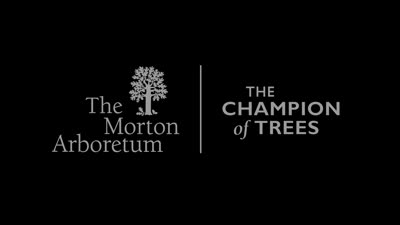 Three Rarest Trees in The Morton Arboretum's Living Collections, web version 1