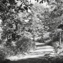 Arboretum road in summer curving to left through woods