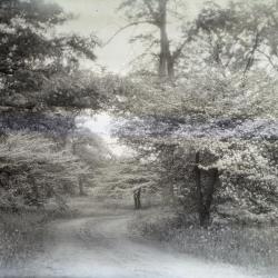 Arboretum unpaved road alongside flowering hawthorns in spring