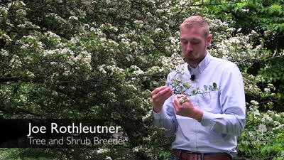 Tree Breeding with Joe Rothleutner