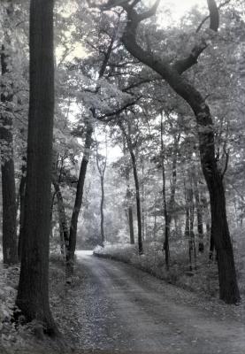 Meadow Road under walnut tree