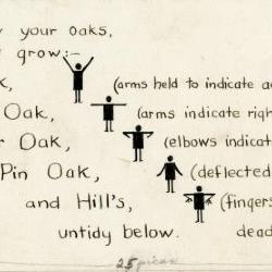 Arboretum Landscape Teaching Aid Series: Know, Know, Know Your Oaks, This Is How They Grow