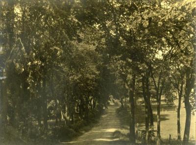 Arbor Lodge gardens and surrounding landscape, unpaved road lined with trees