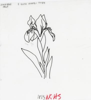 Flowers:     Iris