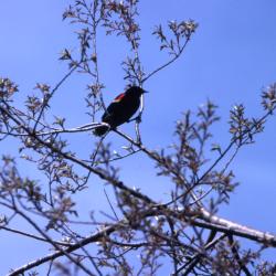 Red-winged blackbird (Agelaius phoeniceus) on branch in tree