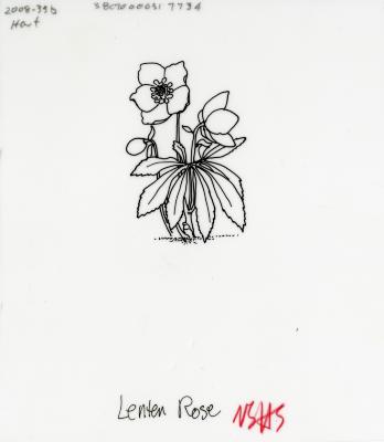Flowers:     Lenten Rose