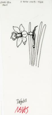 Flowers:                                       Daffodil