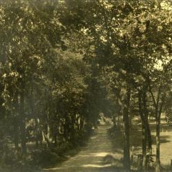 Arbor Lodge gardens and surrounding landscape, unpaved road lined with trees