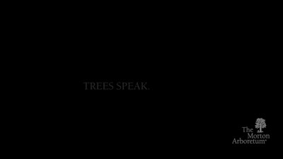 The Champion Of Trees, brand, 2017, updated (mp4)