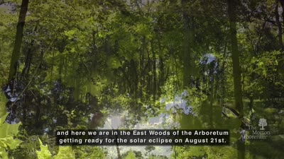 Trees and the solar eclipse, version 3, open captions, social media