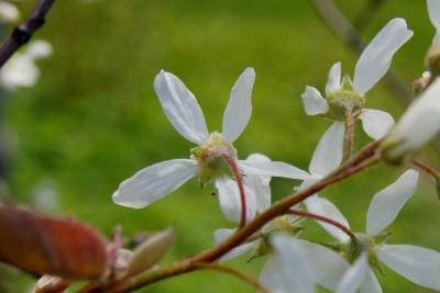 Amelanchier ×grandiflora (Apple Serviceberry), flower, back