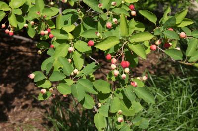 Amelanchier ×grandiflora 'Autumn Brilliance' (Autumn Brilliance Apple Serviceberry PP5717), habit, summer