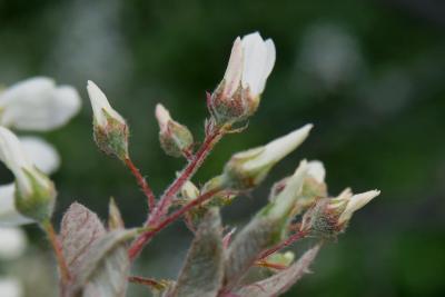 Amelanchier ×grandiflora (Apple Serviceberry), bud, flower