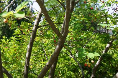 Amelanchier grandiflora 'Autumn Brilliance' (Autumn Brilliance Apple Serviceberry PP5717), bark, trunk