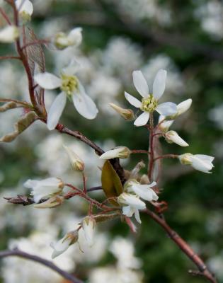 Amelanchier ×grandiflora (Apple Serviceberry), inflorescence