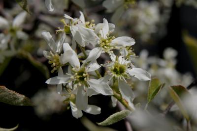 Amelanchier ×grandiflora (Apple Serviceberry), flower, throat