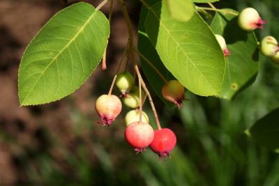 Amelanchier ×grandiflora 'Autumn Brilliance' (Autumn Brilliance Apple Serviceberry PP5717), fruit, immature