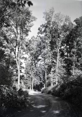 Forest Road, unpaved, in dappled sunlight