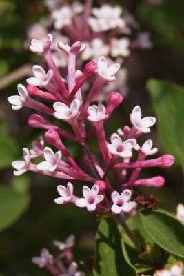 Syringa 'Bailbelle' (TINKERBELL PP12294) (TINKERBELL® Lilac PP12294), flower, side