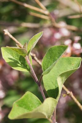 Syringa 'Bailbelle' (TINKERBELL PP12294) (TINKERBELL® Lilac PP12294), leaf, new