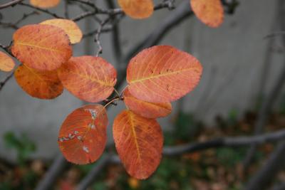 Amelanchier humilis (Low Serviceberry), leaf, fall