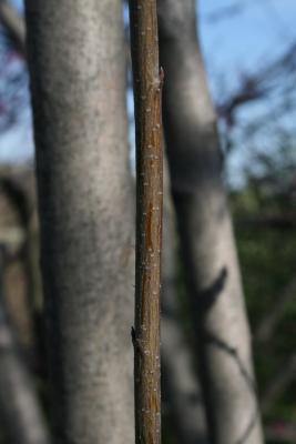 Amelanchier laevis (Allegheny Serviceberry), bark, twig