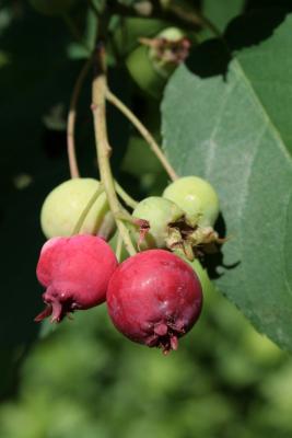 Amelanchier humilis (Low Serviceberry), fruit, immature