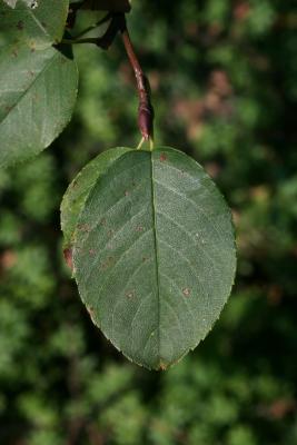 Amelanchier humilis (Low Serviceberry), leaf, upper surface