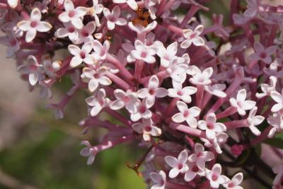 Syringa 'Bailbelle' (TINKERBELL PP12294) (TINKERBELL® Lilac PP12294), flower, full