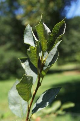 Amelanchier laevis (Allegheny Serviceberry), leaf, summer