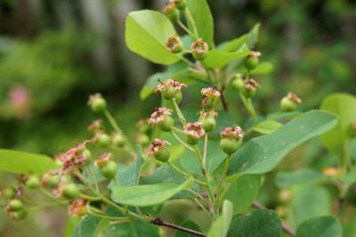 Amelanchier humilis (Low Serviceberry), infructescence